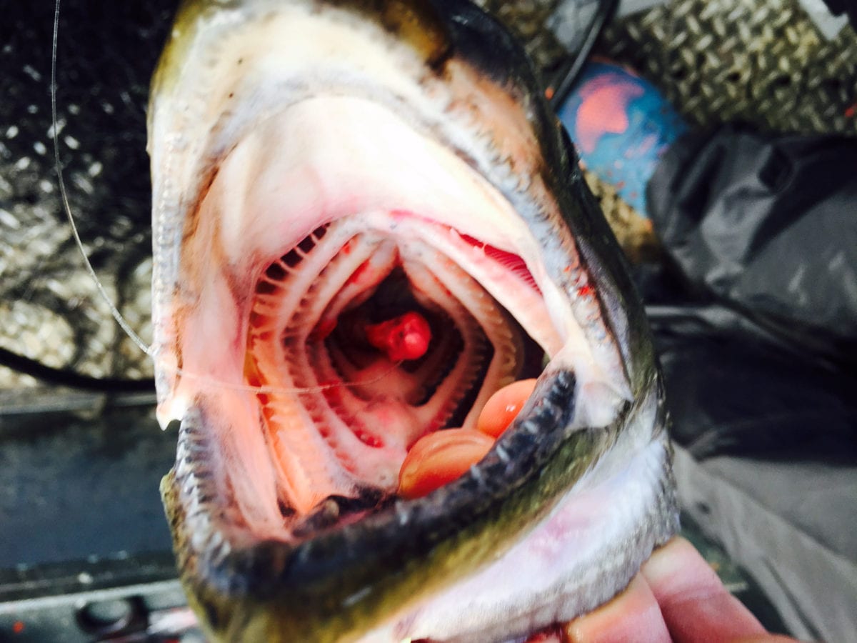 Catching Fresh Salmon with Fresh Prawn Bait | Oregon Fishing Guide