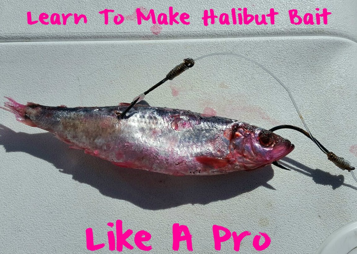 Learn To Make Halibut Bait Like A Pro Pautzke Bait Co