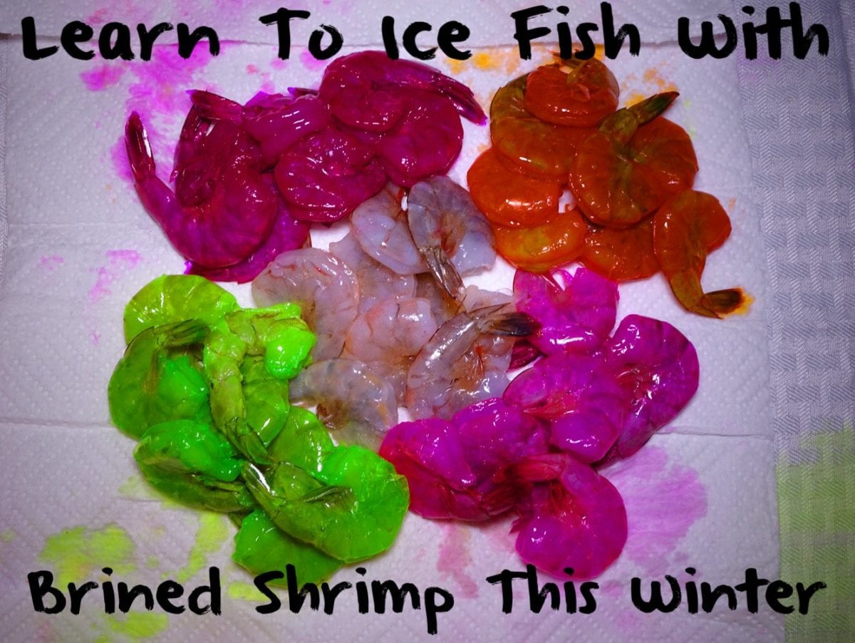 Learn to Ice Fish with Brined Shrimp This Winter Pautzke Bait Co