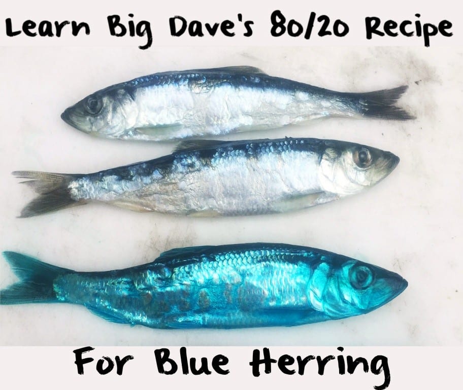Learn Big Dave’s 80/20 Recipe For Blue Herring Pautzke Bait Co