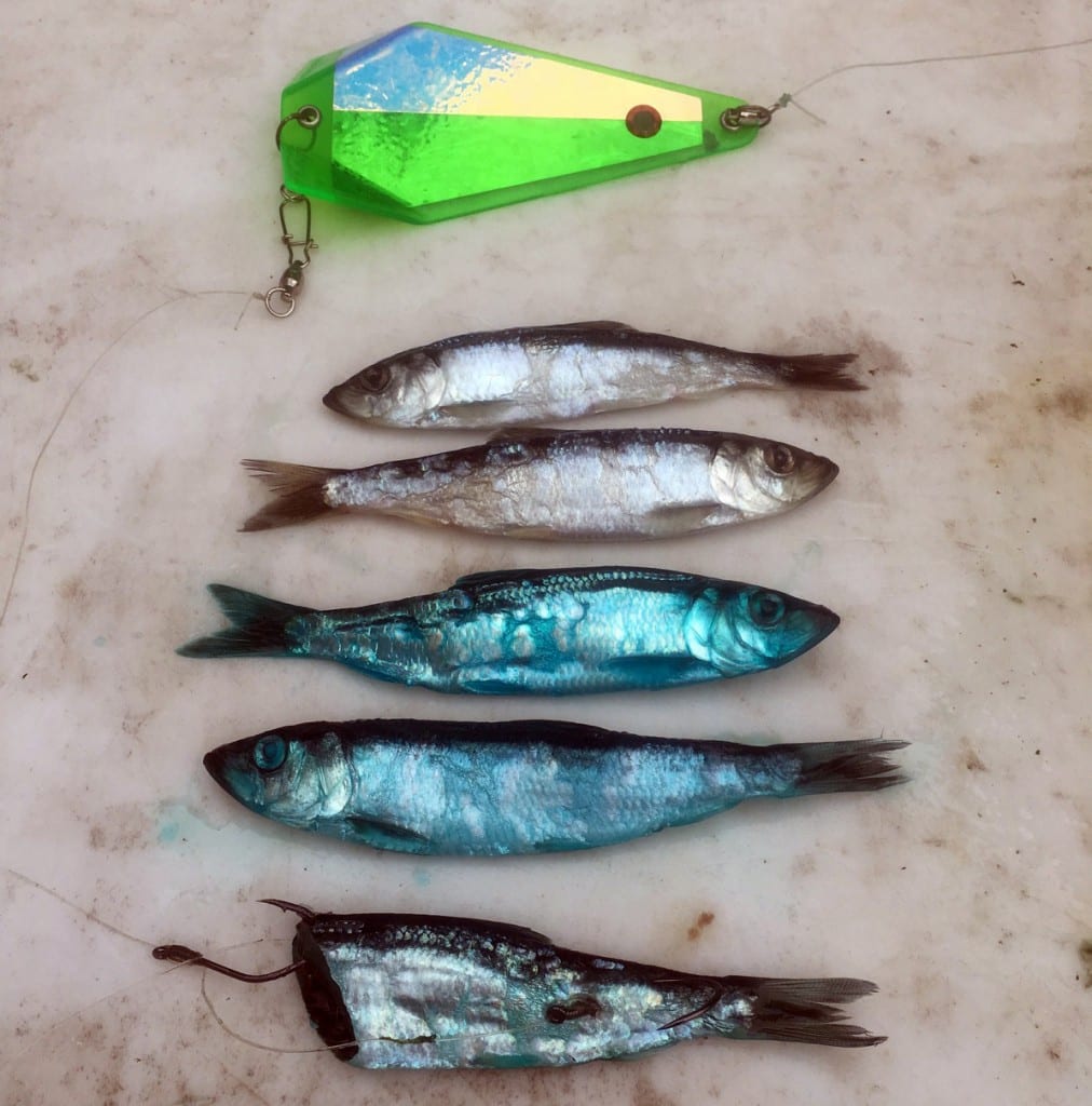 Learn Big Dave’s 80/20 Recipe For Blue Herring Pautzke Bait Co
