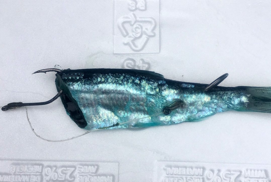 Learn Big Dave’s 80/20 Recipe For Blue Herring Pautzke Bait Co