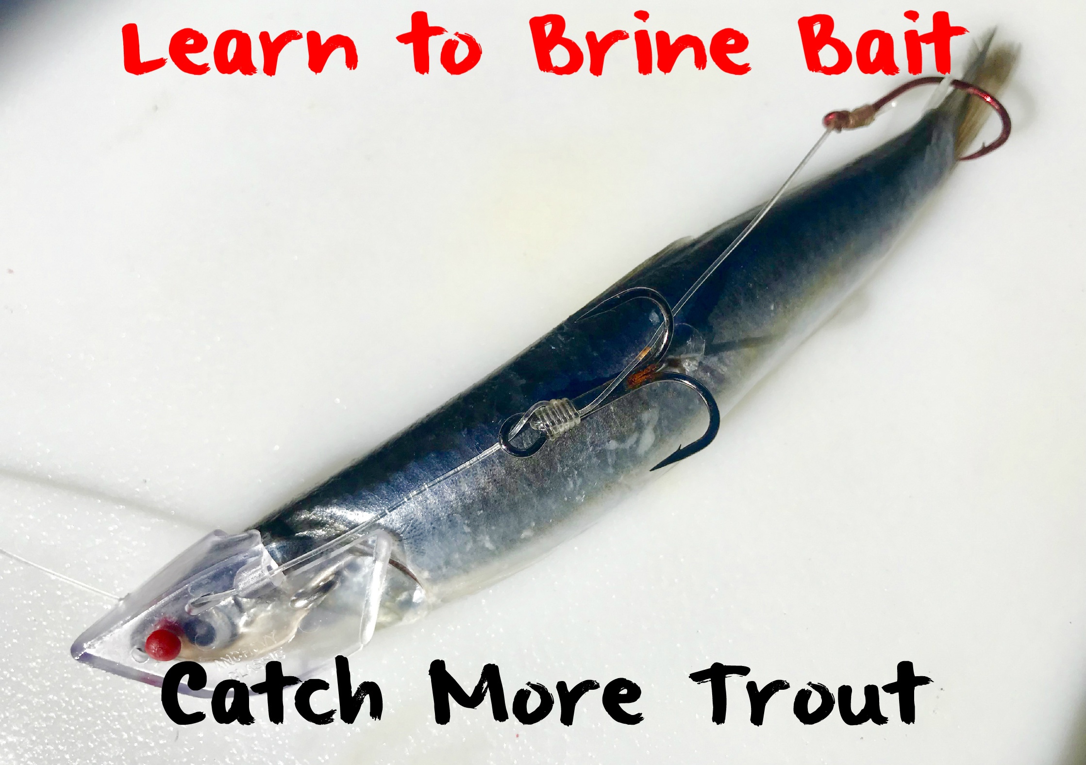 Learn to Brine Cut Bait Catch More Trout Pautzke Bait Co