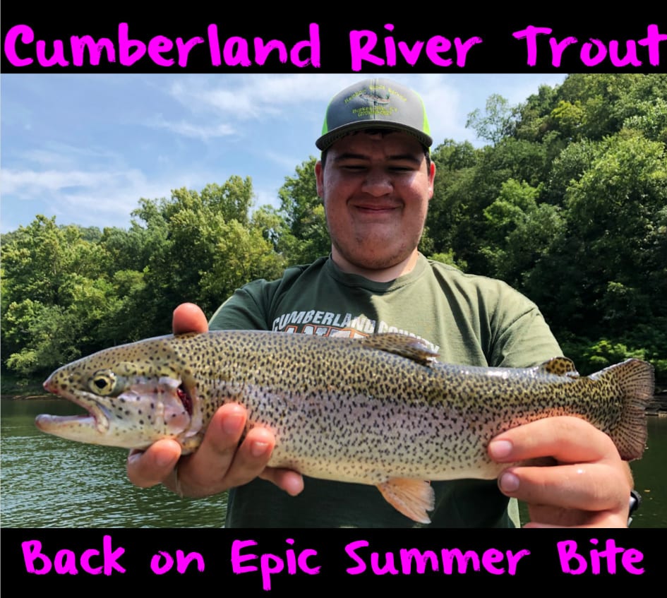 Cumberland River Trout On Epic Summer Bite Pautzke Bait Co