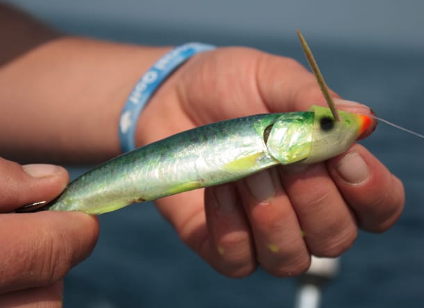 huronsalmon-blog30IMG_7460