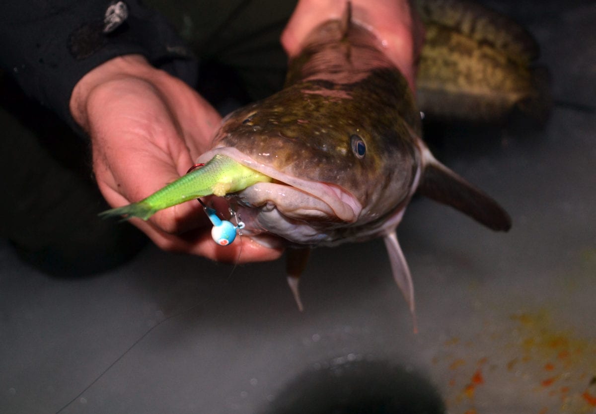 Northern Ontario Burbot Providing Action Through the Ice - Pautzke