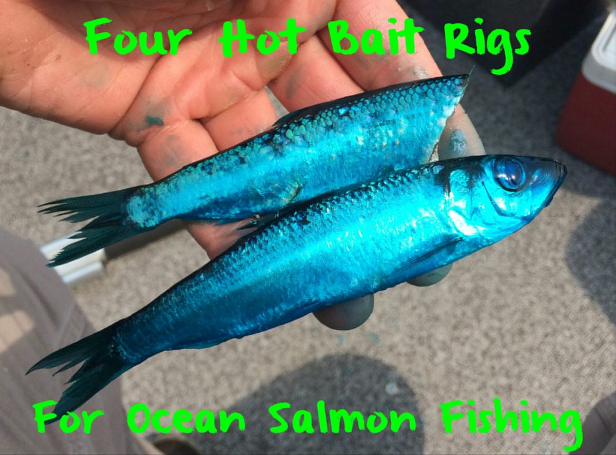 Four Hot Bait Trolling Rigs For Ocean Salmon Fishing 