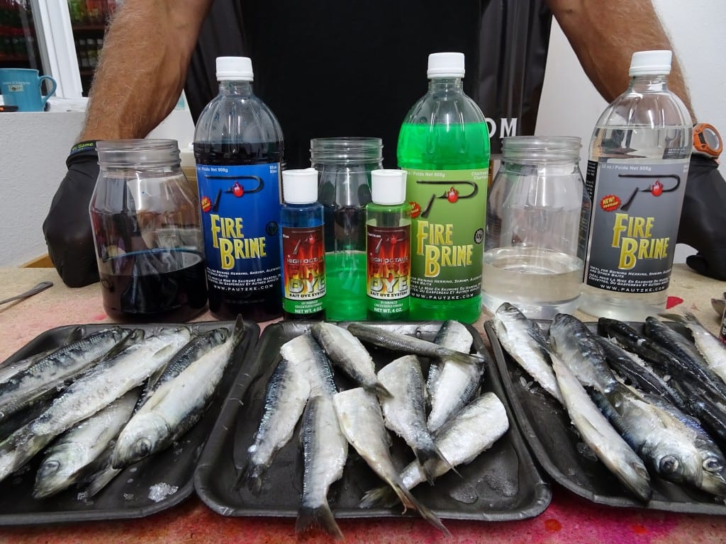 Learn The Easiest Bait Brine for Buoy 10 Pautzke Bait Co