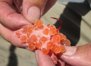 blog4-manisteesalmonIMG_1084