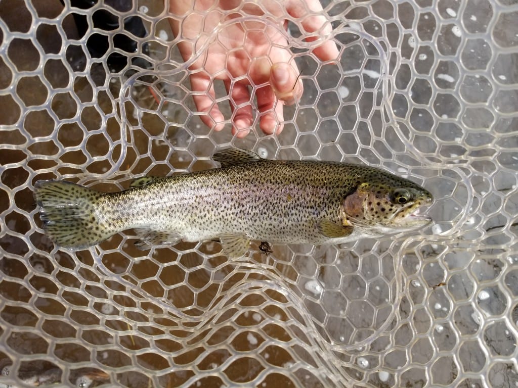 How to Catch More Fish: Trout Fishing in Pennsylvania - Harvesting