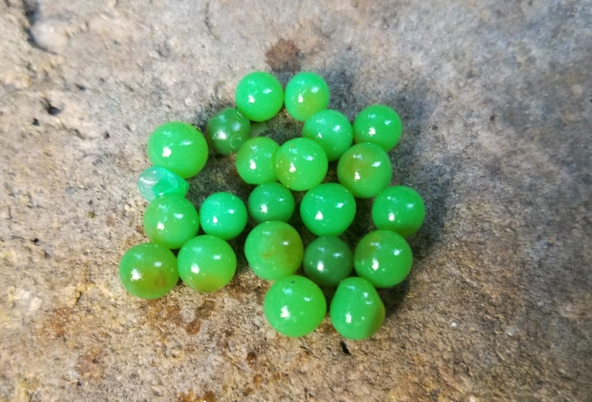 Do Chartreuse Eggs Catch Trout? Pautzke Bait Co