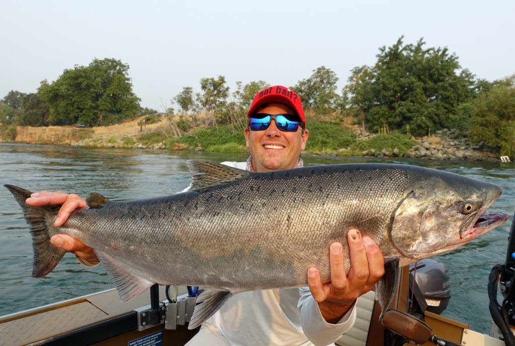 Feather River Salmon: Already Better Than Expected - Pautzke Bait Co